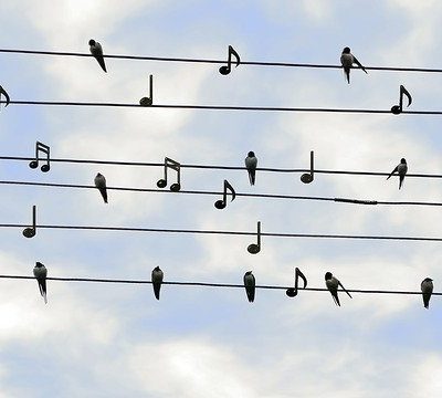 음악회 음표 전깃줄 새들