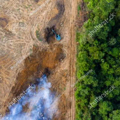 삼림 벌채 환경파괴