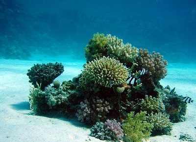 산호 자포동물 바다