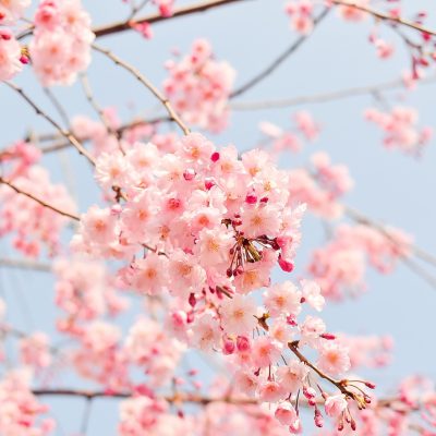 벚꽃, 일본, 축제