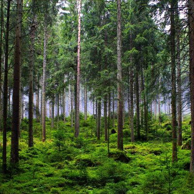 삼림 보존 파괴