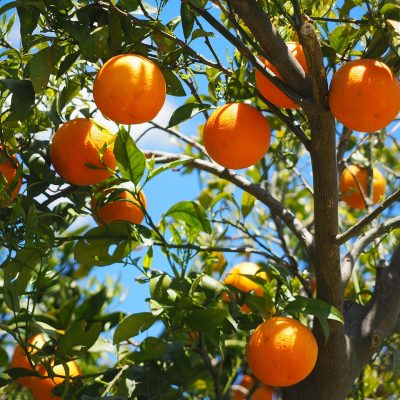 오렌지, 일본, 오렌지 나무